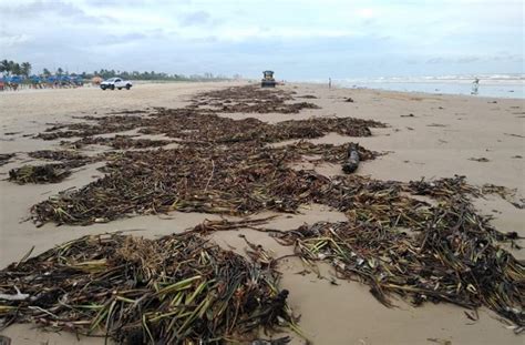 Equipes Recolhem Quase Toneladas De Sarga O Das Praias De Aracaju