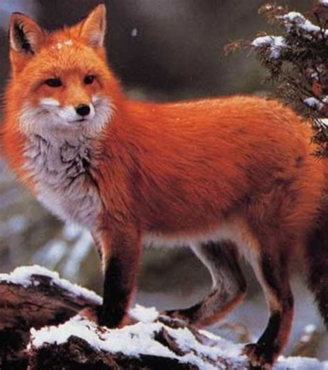 Resultado De Imagem Para Raposa Vermelha Fox Red Fox Animals