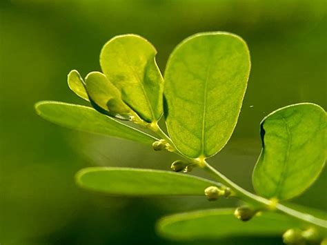 Hojas De Phyllanthus Urinaria Fotos Im Genes E Fondo Para Descarga