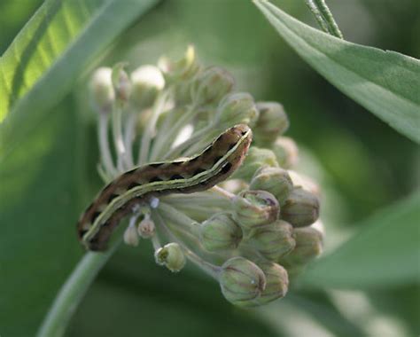 Yellow Striped Armyworm Spodoptera Ornithogalli Bugguide