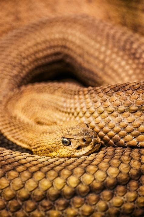 46 best images about Venomous Snakes on Pinterest | Pit viper, Being ...