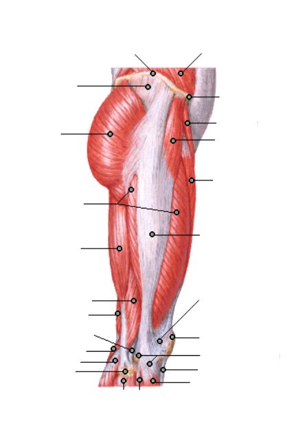 Diagrama Para Anatomia Membros Inferior Musculatura Quizlet