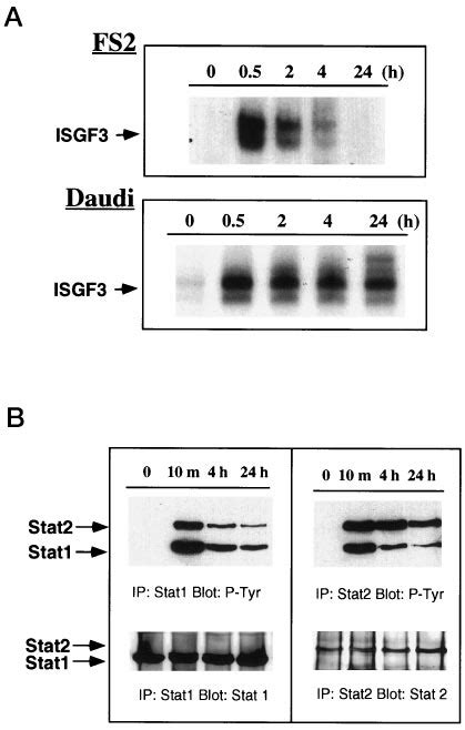 Kinetics Of Ifn Response In Fs And Daudi Cells A Cytoplasmic