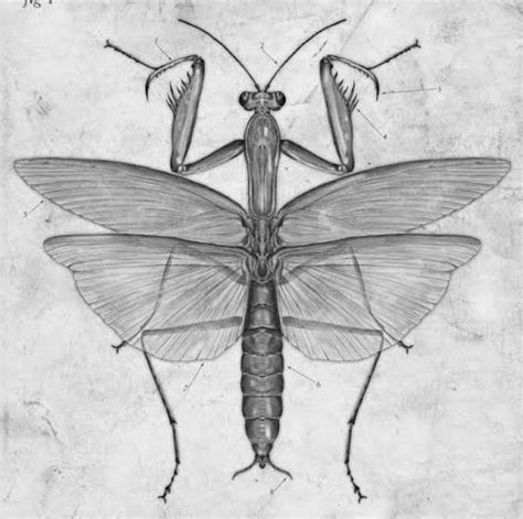 Unique Bug Drawing With Wings And Antennaes