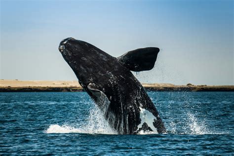 North Atlantic Right Whale Jumping