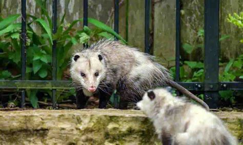 How To Get Rid Of Possums In 2022 Wildlife Removal Services Of Florida