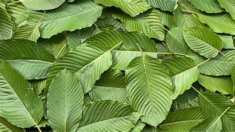 Green Borneo Kratom Effects Benefits And Dosage Mount Kratom