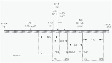 Schematic Representation Of The Androgen Receptor Promoter Region