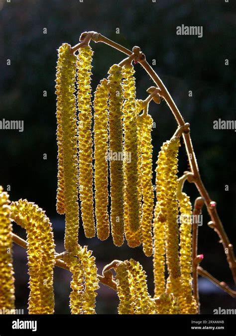 Common Hazel Corylus Avellana Stock Photo Alamy