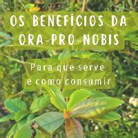 Benefícios da Ora pro Nóbis Naturalmente Zen