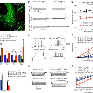 Ablation Of G9a In Drd2 MSNs Results In A Functional Drd2 Drd1