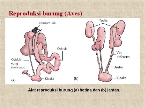 BIRD BURUNG SISTEM ORGAN REPRODUKSI BURUNG Raja Petshop