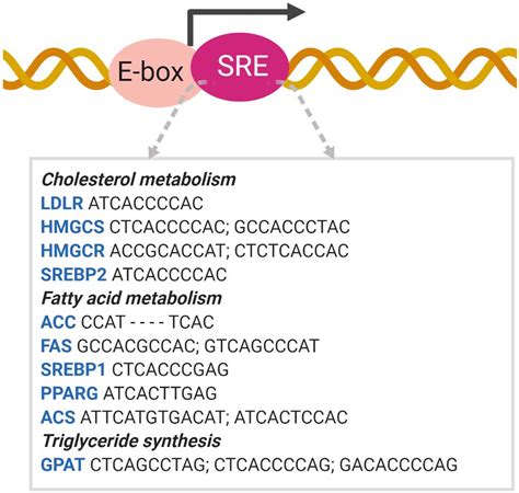 Frontiers Recent Insights Into Srebp As A Direct Mediator Of Kidney