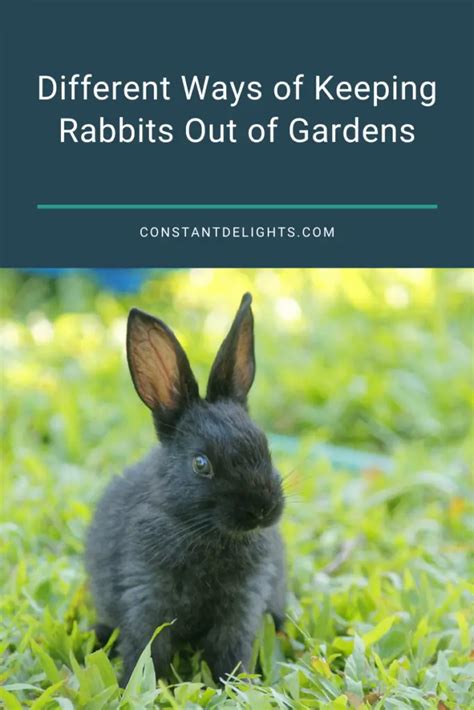 Different Ways Of Keeping Rabbits Out Of Gardens Constant Delights