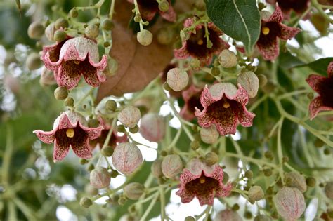 Brachychiton Populneus 5 Seeds, Kurrajong Bottle Tree, Australian Flow ...