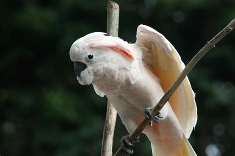 Moluccan Cockatoo Birdland Park Gardens