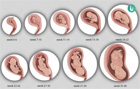 Baby Development Week By Week During Pregnancy Video - Baby Viewer