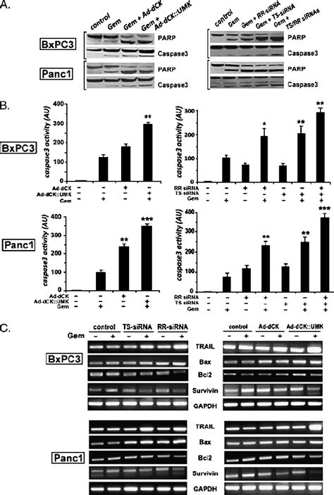 Combination Of Gemcitabine With Ad Dck Umk Or Ts Rrm Sirna Improves