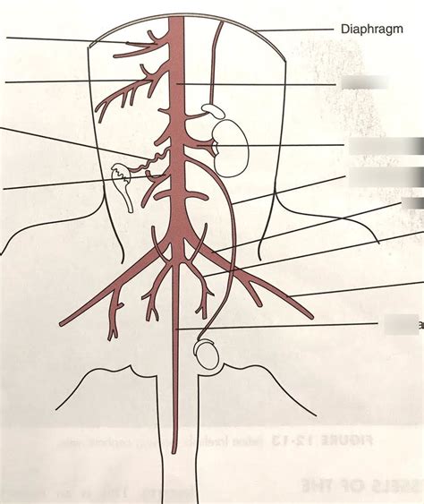 Abdominal Arteries Diagram Quizlet