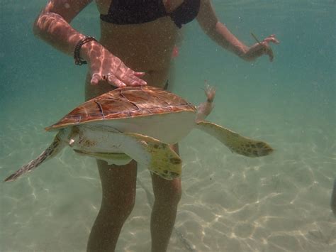 Swim With Sea Turtles Private Boat Tour Bahamas