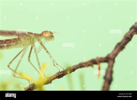 Spreadwing damselfly larvae Stock Photo - Alamy