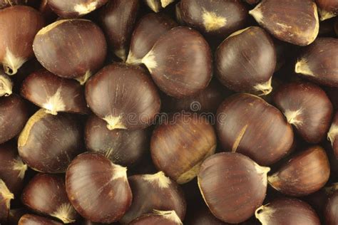 Castanhas Imagem De Stock Imagem De Sementes Naughty