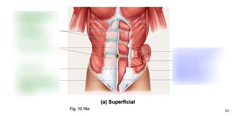 Muscles Of Anterior Abdomen Diagram Quizlet