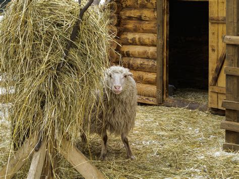 Sheep In Corral Stock Image Image Of Farming Farmland 36233191