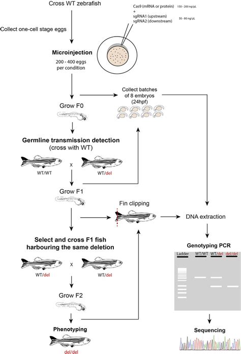 Pipeline from Microinjection to Establishing a Zebrafish Mutant Line ...