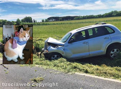 I Padroni Si Schiantano Contro Un Albero Il Gatto Ivo Scappa Dall Auto