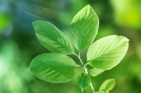 Las hojas verdes brotan de la primavera joven en un árbol en el bosque