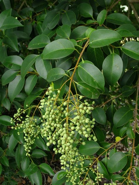 Privet Tree