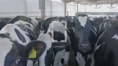 Cows Waiting To Be Milked In A Large Dairy — Video — Lightstock