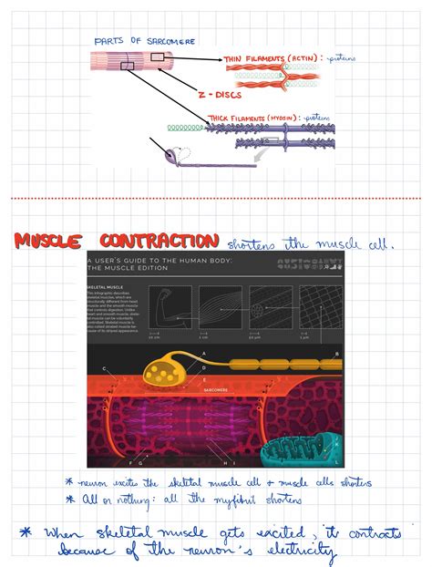 muscular  nervous tissue functions types  structures