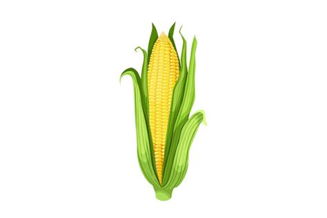 corn maize cartoon vector illustration (2322737)