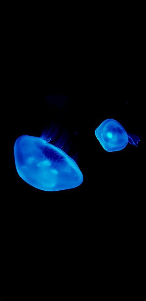 Bioluminescence Wallpapers Top Free Bioluminescence Backgrounds