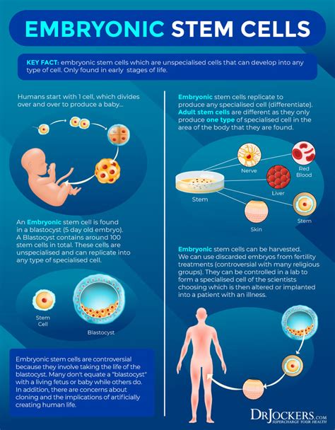 Stem Cells What Are They And 8 Ways To Activate Them