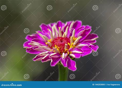 Elegans Do Zinnia Que Florescem A Planta Flores Roxas Cor De Rosa