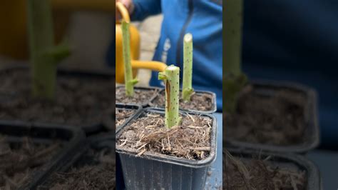 Boutures D T Faciles Plantes Pour Un Premier Pas Dans Le Monde