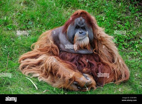 Orangutan (Pongo), male sitting in the grass, captive Stock Photo - Alamy