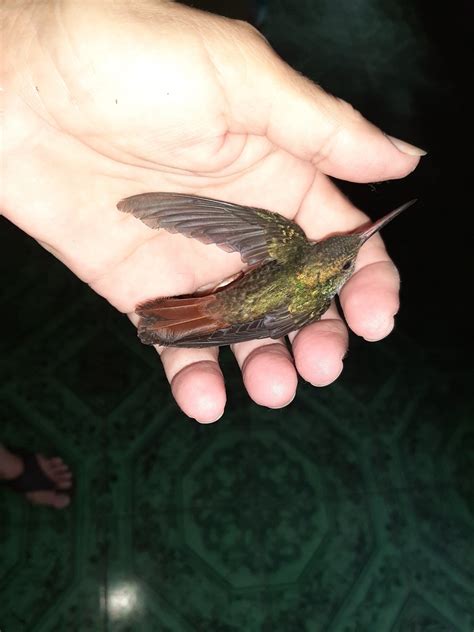 Rufous Tailed Hummingbird From Pw Vqq Provincia De Puntarenas