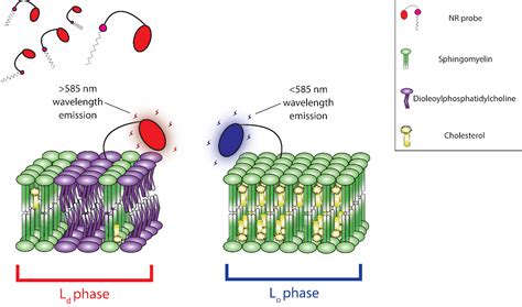 August 2020 Newsletter Fluorescent Membrane Probes MemGlow comparison