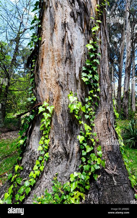 Common Ivy Vine Growing Up A Eucalyptus Tree Trunk Stock Photo Alamy