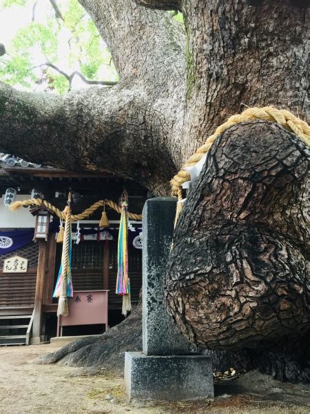 🦖恐竜レベルの大木がある神社‼️大阪ナンバーワンの大木とは⁉️【大阪桜川占い】⛩ 大阪難波 桜川 占いルーム「慶晶安の小部屋」