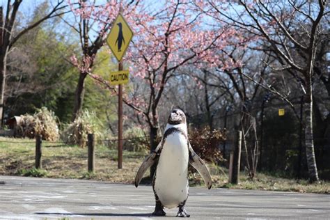 埼玉県こども動物自然公園公式 on Twitter ペンギンヒルズ内の河津桜とペンペン 今年は肌寒い日が続いたからか昨年よりも長く