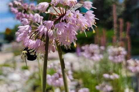 Nodding Onion - Tip of the Mitt Watershed Council