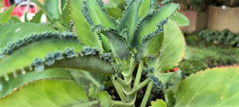 Mother Of Thousands Is A Succulent Plant Native To Madagascar Other Names Such As Alligator