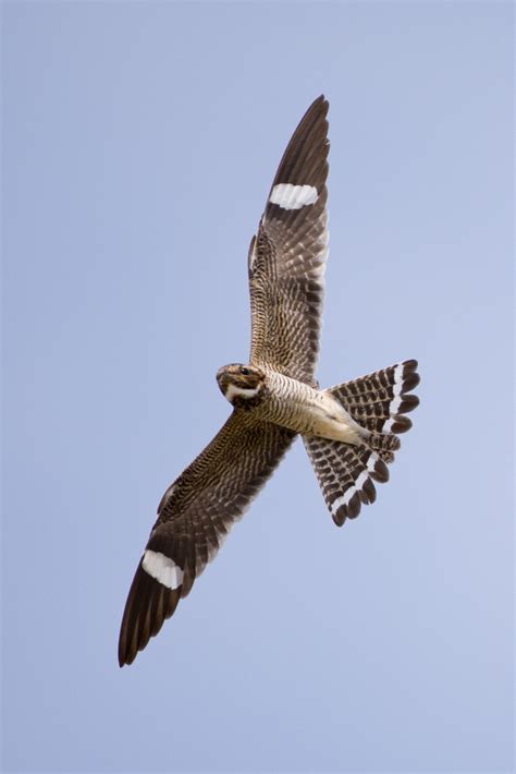 Common Nighthawk Birds Of Calgary · Inaturalist