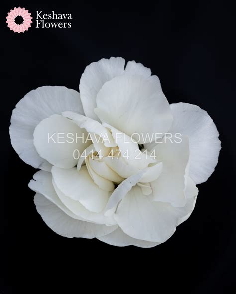 White Piccolo Carnations Per Bunch Keshava Flowers