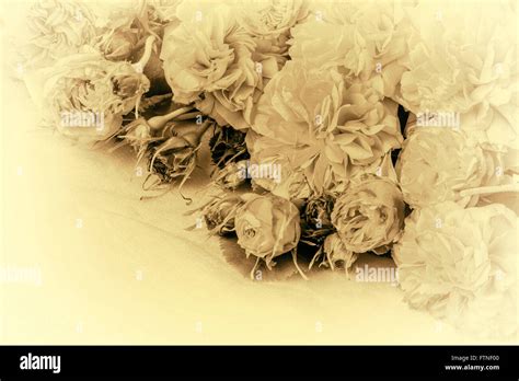 Image of black and white vintage roses Stock Photo - Alamy